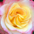 Wit - roze - Grandiflora roos - Alissar